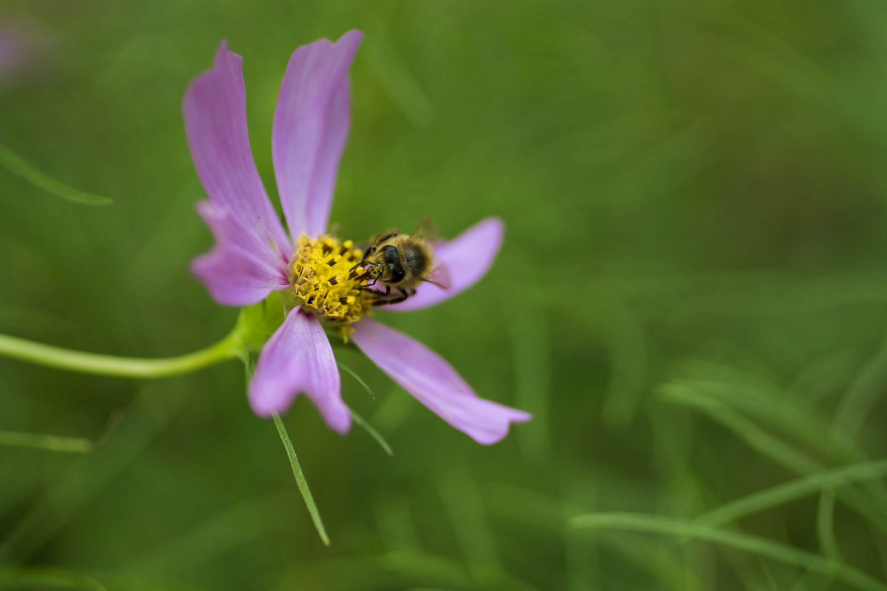 LP Bees 101718_02.JPG